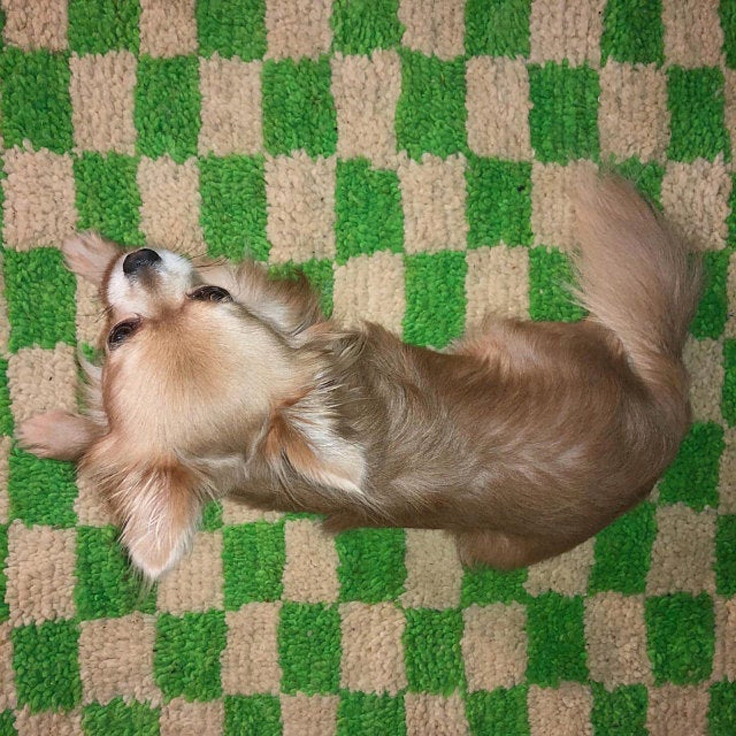 Light Green and beige Moroccan Berber checkered rug.